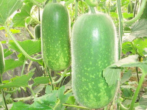 必吃大瓜 今日吃瓜贴,热点事件深度解析